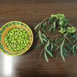 Una cultivar affermatasi nel tempo per la sua straordinaria adattabilit� al clima e al territorio, per l�elevata resa...(foto della pagina facebook di "Terre di Coratina")